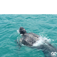 گونه لاکپشت چرمی Leatherback Turtle